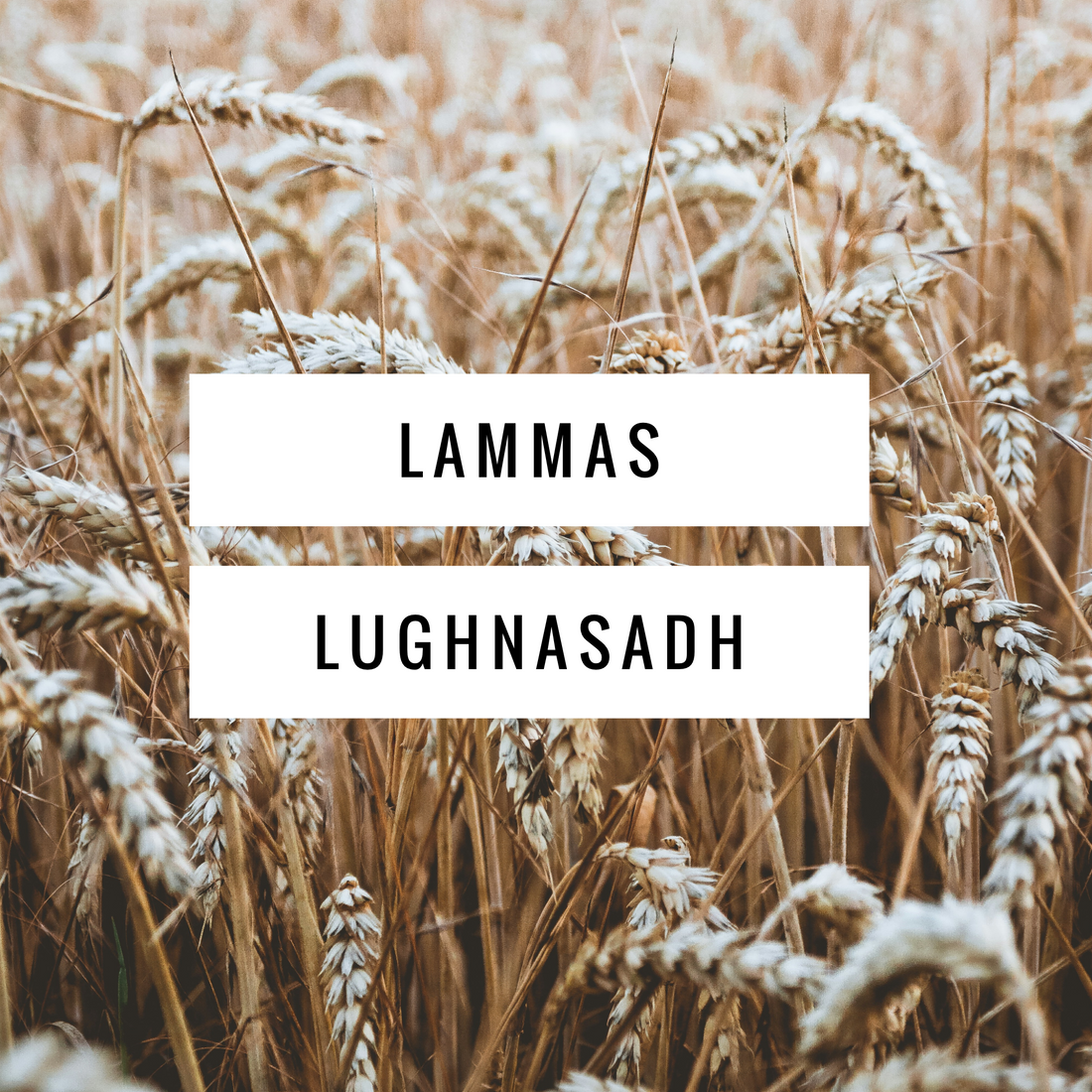 Lammas/Lughnasadh: Honoring the First Harvest
